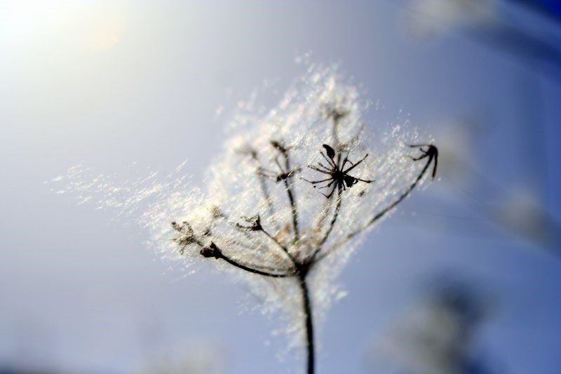 Con la floración de muchas plantas durante la primavera se agudizan los síntomas de las alergias primaverales.