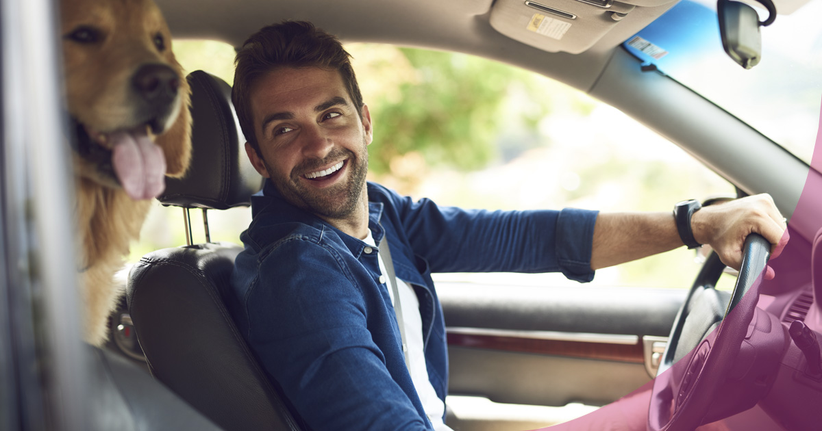 cómo viajar con un perro en el coche sin multas