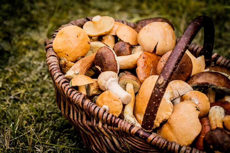 alimentos para el otoño