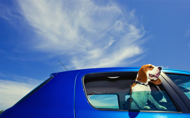 Evita el mareo de los perros en el coche.