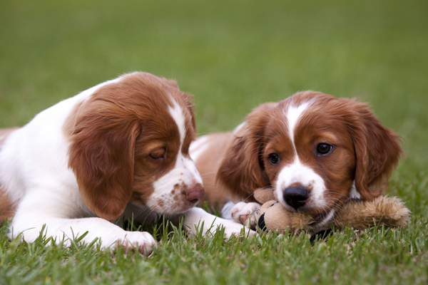 Conoce los nombres de perros más comunes en España.