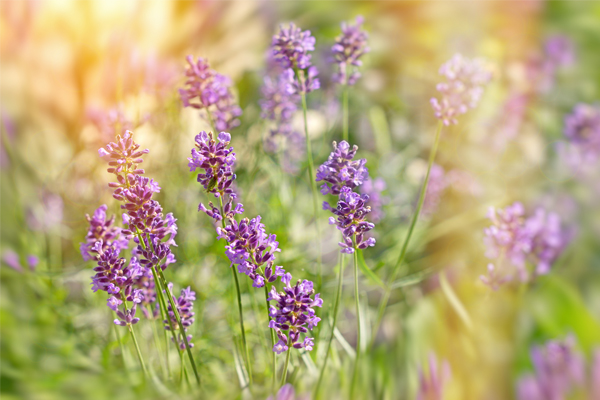 Conoce las plantas que ahuyentan los mosquitos, refrescan el ambiente y hacen tus platos más ligeros.