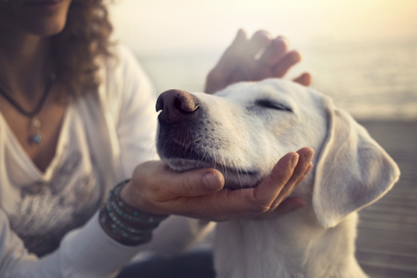 La cobertura para mascotas de tu seguro de hogar