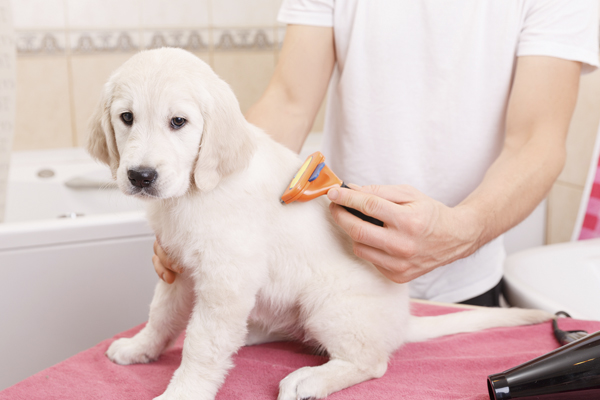 Las pulgas y garrapatas afectan a la salud de tu mascota