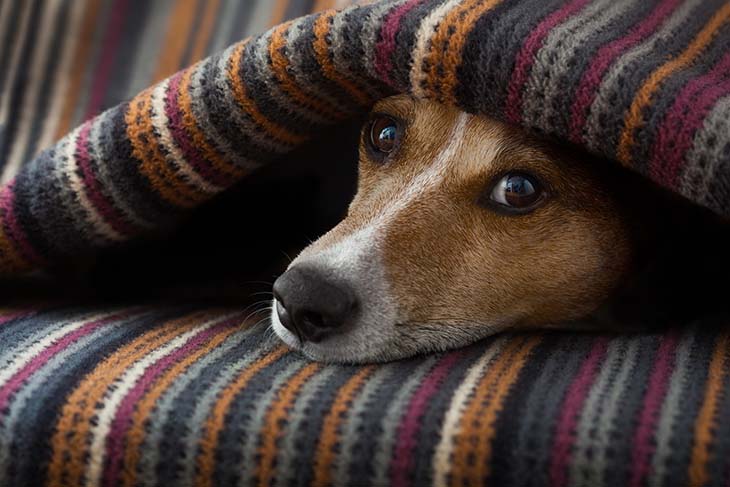 Proteger a las mascotas en invierno para garantizar su bienestar