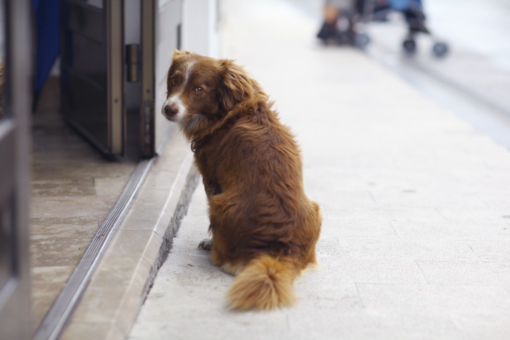 Los consejos clave para encontrar a un perro perdido