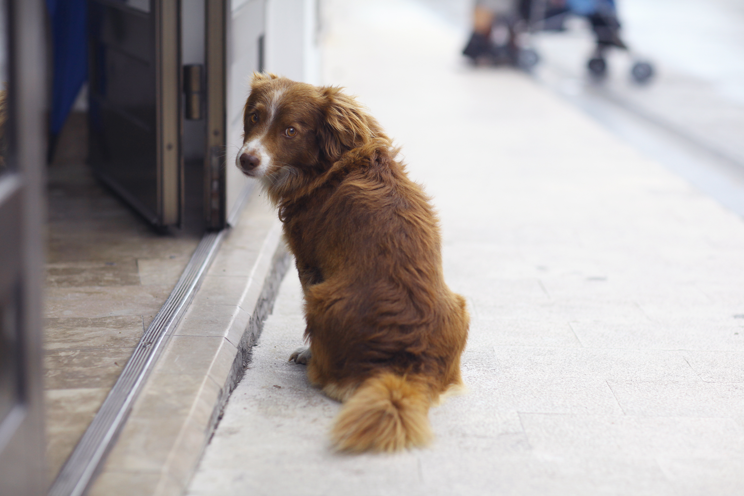 Los consejos clave para encontrar a un perro perdido 