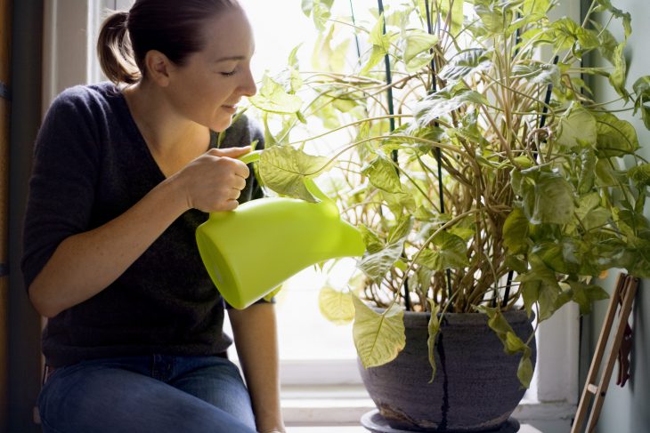 Cómo ahorrar agua en el jardín