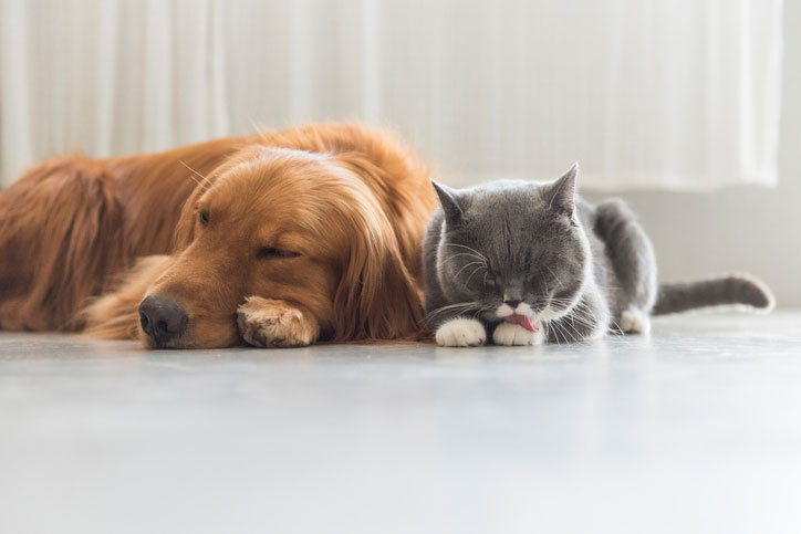 perro o gato, perro o gato para niños, personalidad perro o gato