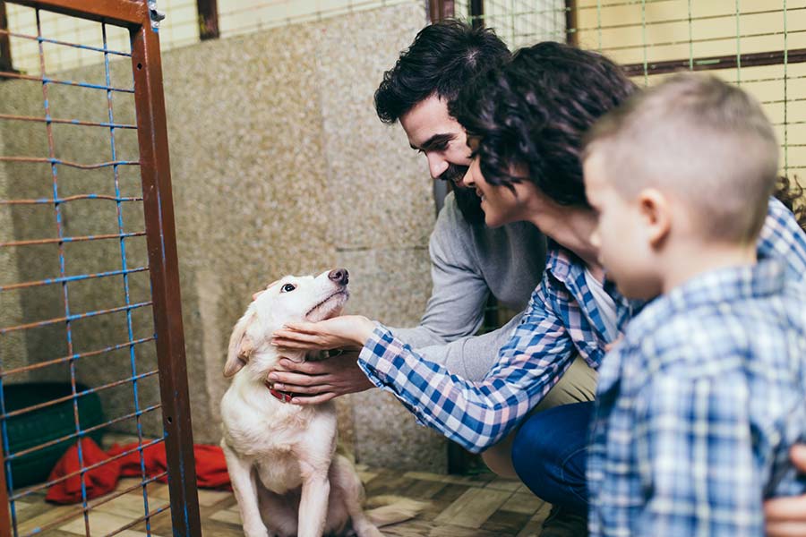 los beneficios de adoptar una mascota