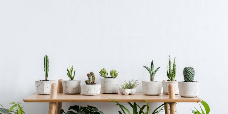 Cuidado de plantas para interiores