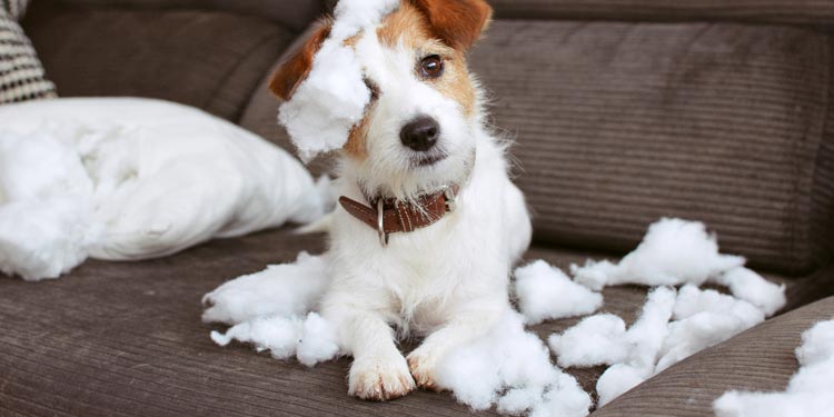 Cómo educar a un cachorro para evitar desperfectos en casa