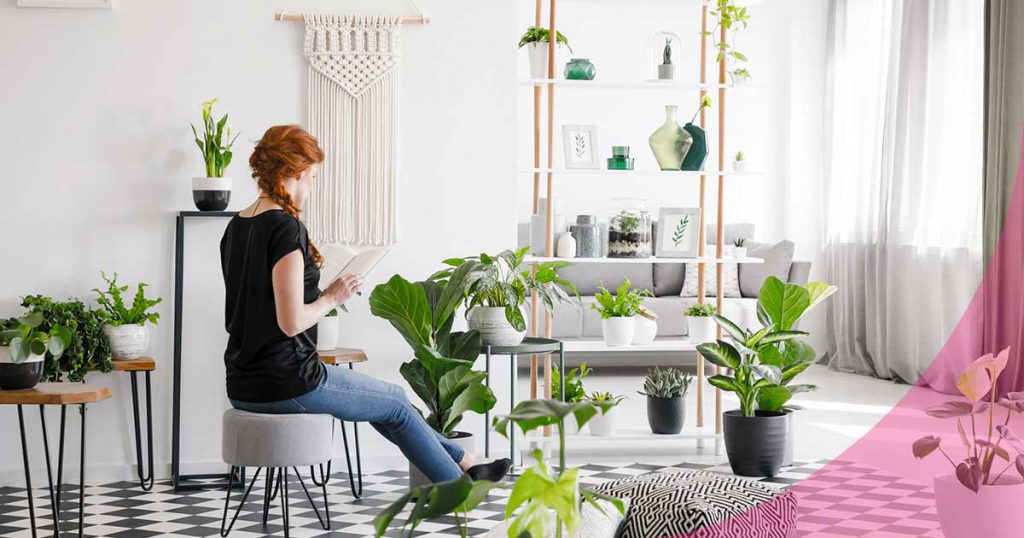 plantas de interior fáciles de cuidar