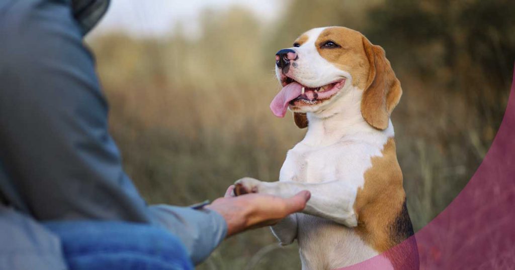 clicker para perros