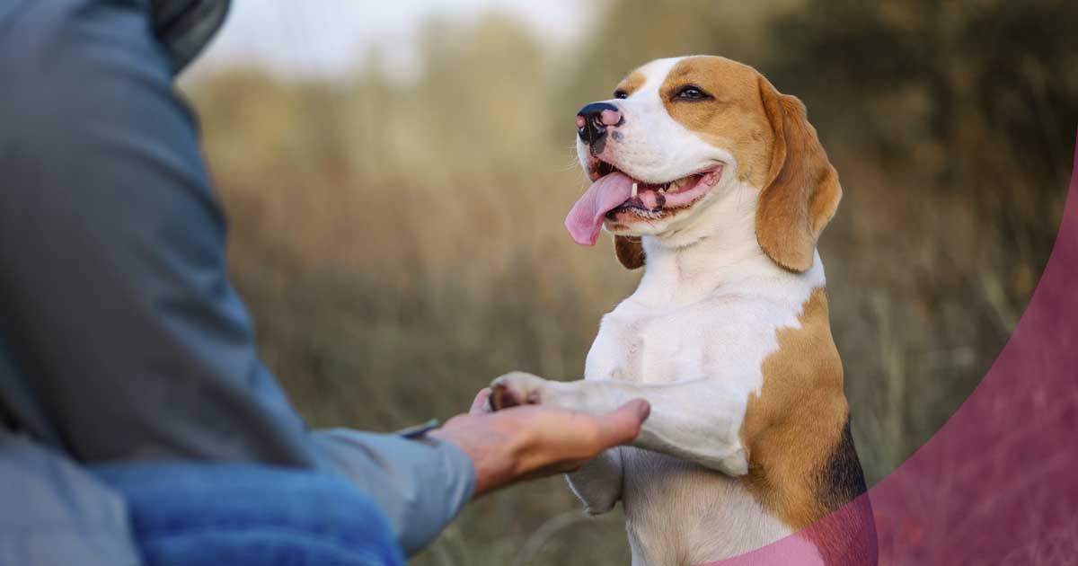 clicker para perros