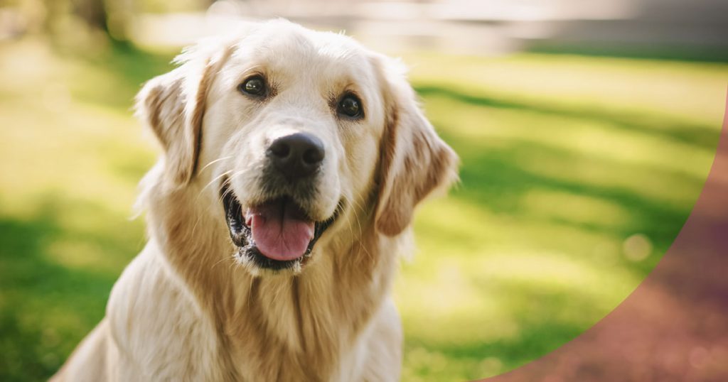 displasia de cadera perros