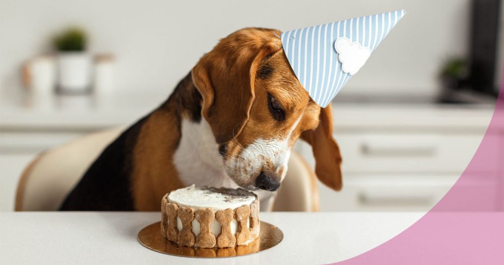 alimentos prohibidos para perros