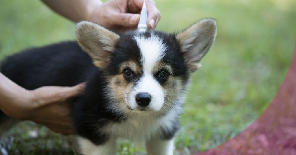 antiparasitario externo para perros