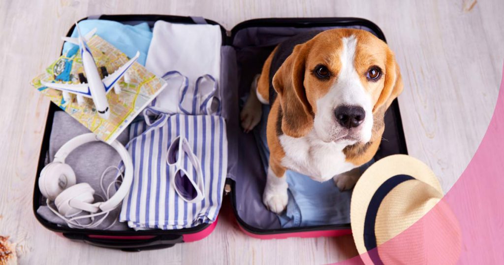 viajar con perro en avión