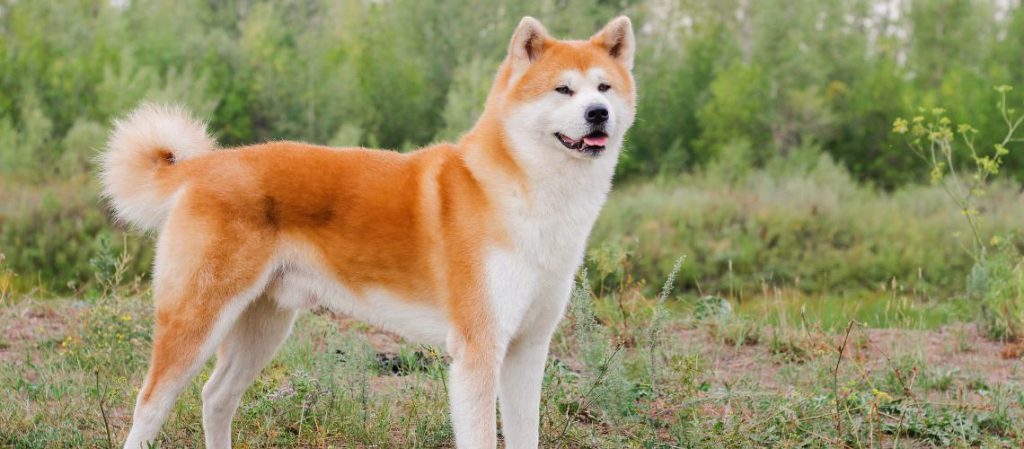 ¿Es el akita inu un perro potencialmente peligroso?