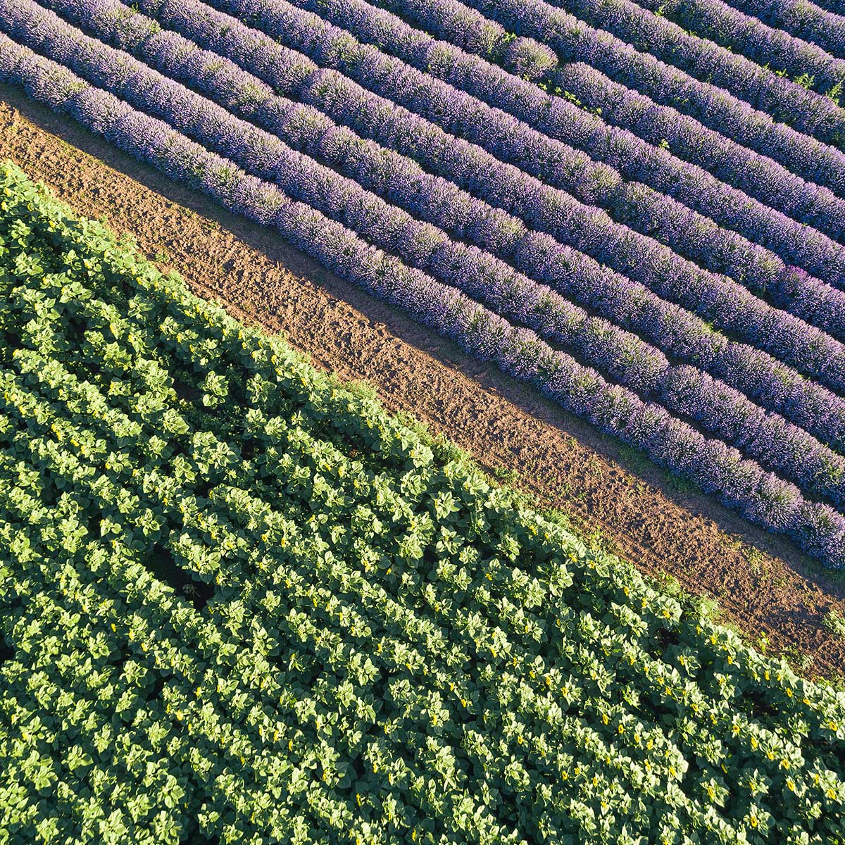 Assegurança agrícola pime